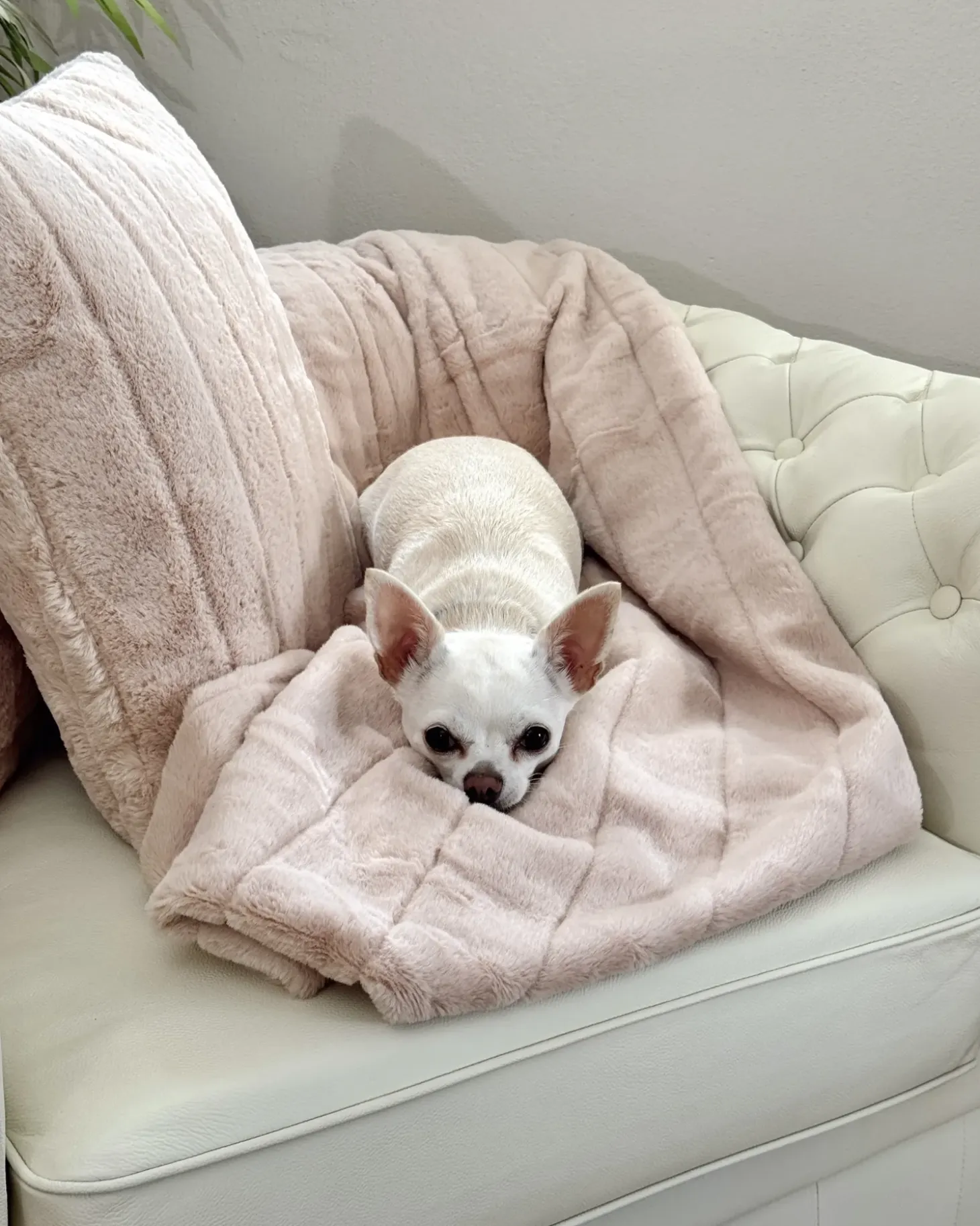 Sale CHESTERFIELD Skóra naturalna Jasnobeżowy Wszystkie Fotele|Fotele Skórzane