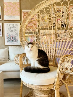 Fotel paw EMMANUELLE Rattan Naturalny