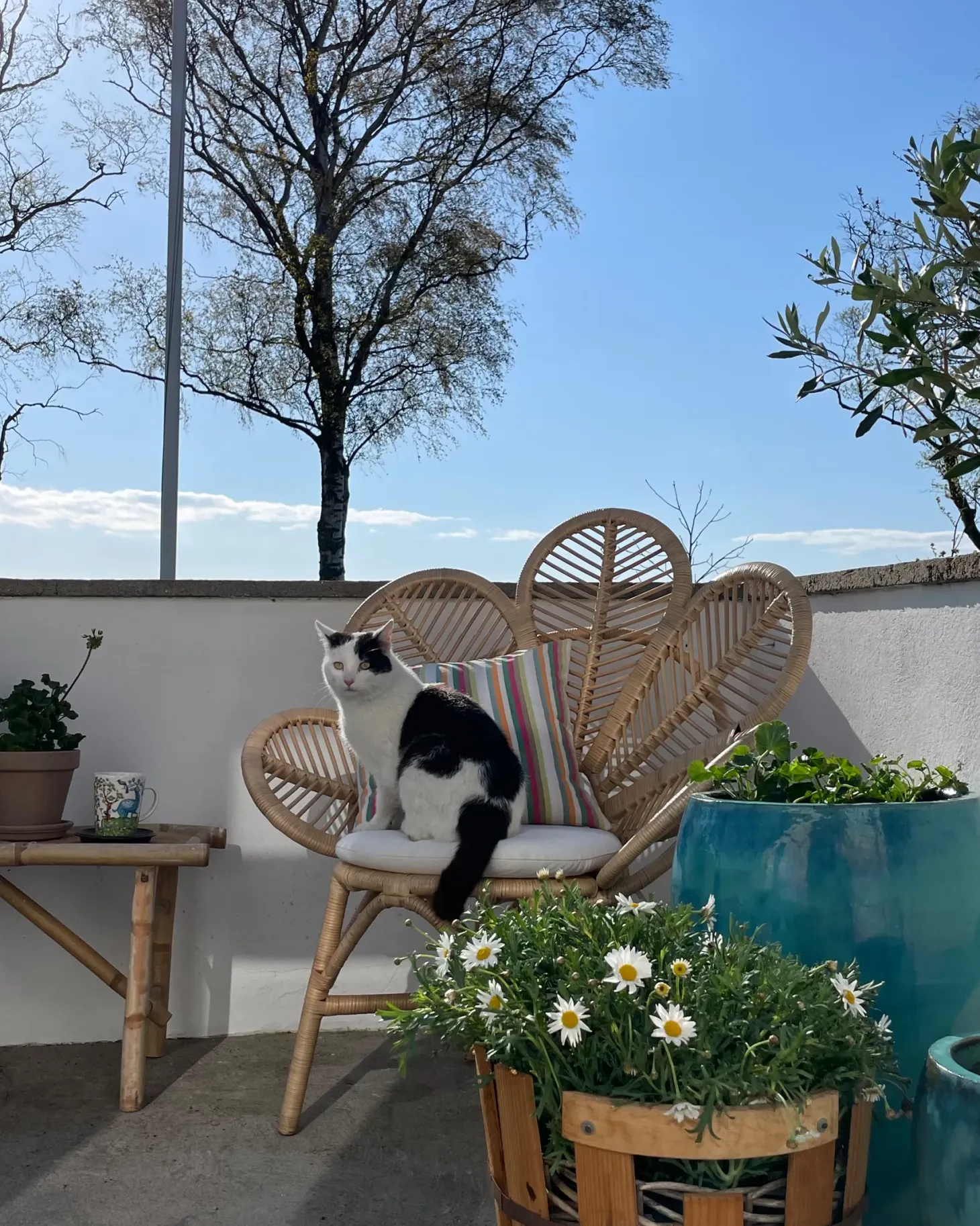 Fotel paw FLORENTINE II Rattan Naturalny