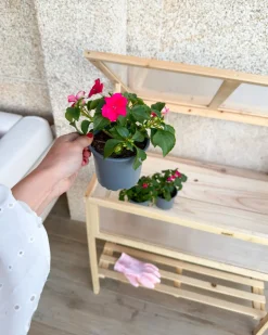 Szklarnia balkonowa ARANOVA Drewno jodłowe Jasnobrązowy 58 cm