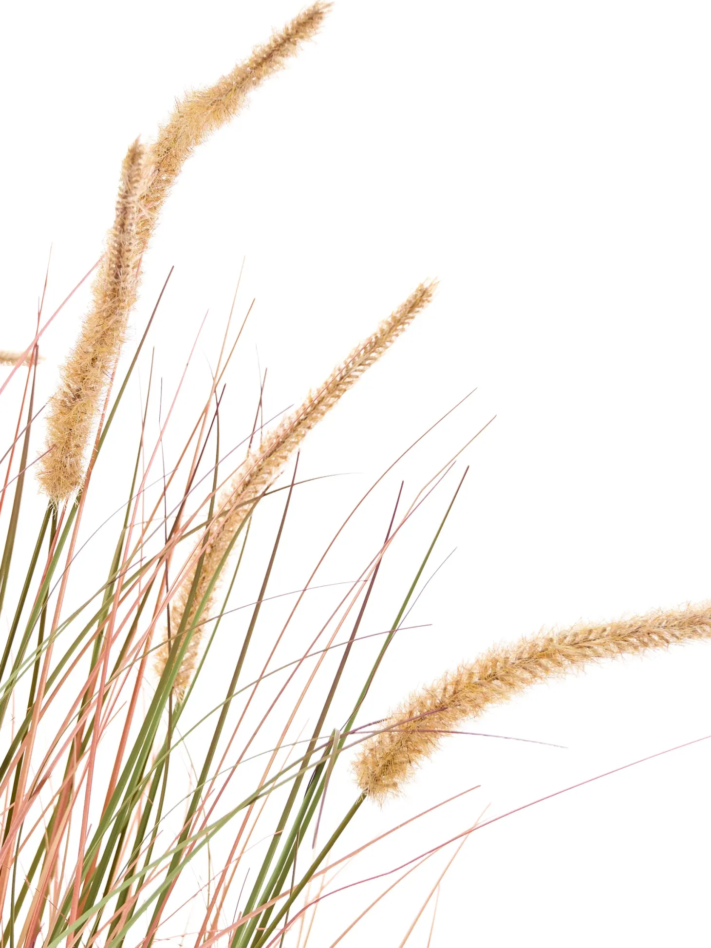 Sztuczna roślina BRISTLEGRASS 120 cm Pomarańczowy