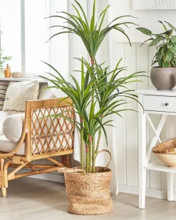 Sztuczna roślina DRACAENA ANITA 147 cm Zielony