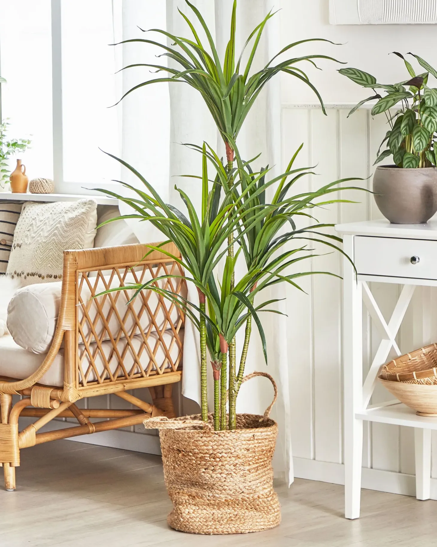 Sztuczna roślina DRACAENA ANITA 147 cm Zielony
