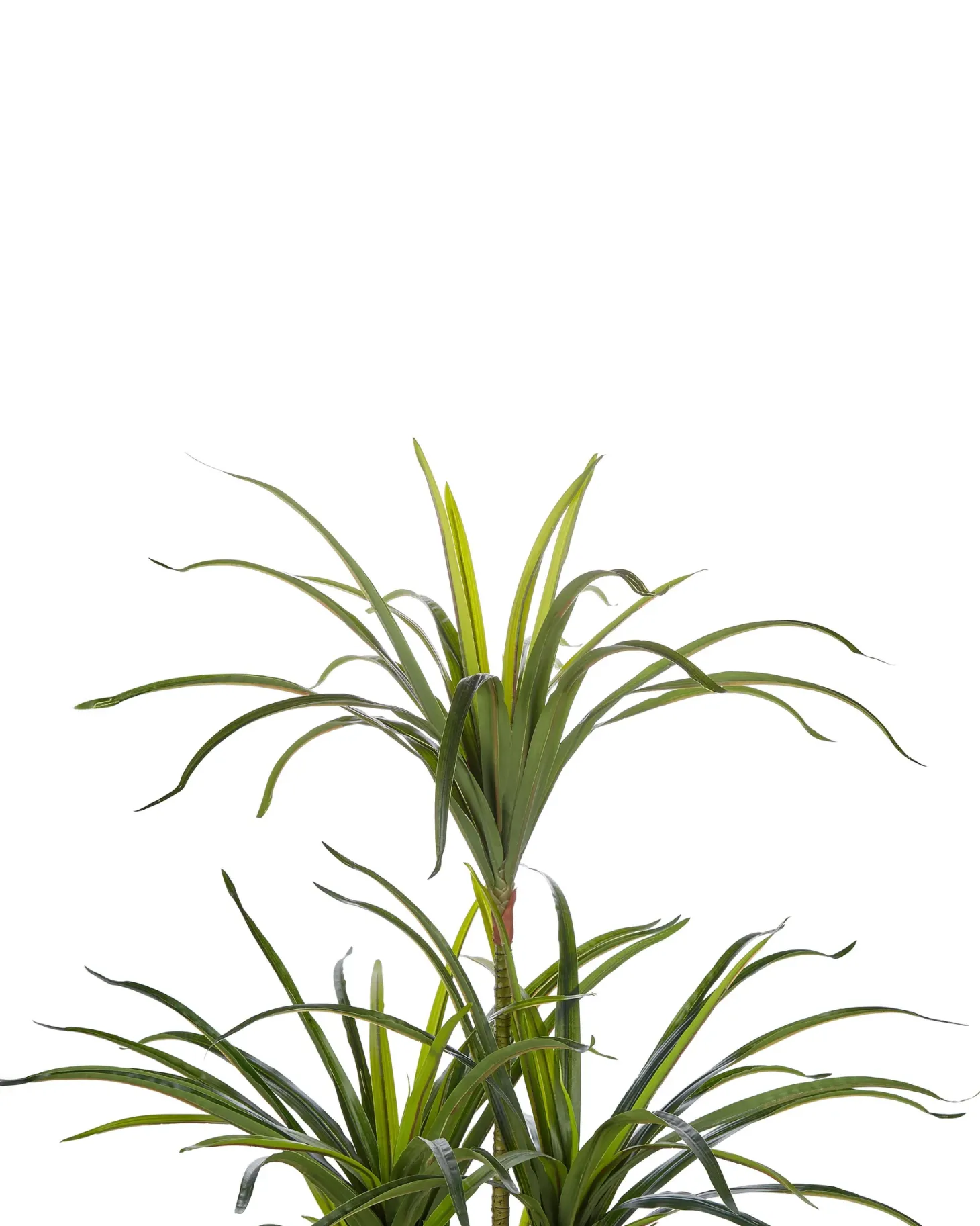 Sztuczna roślina DRACAENA ANITA 147 cm Zielony