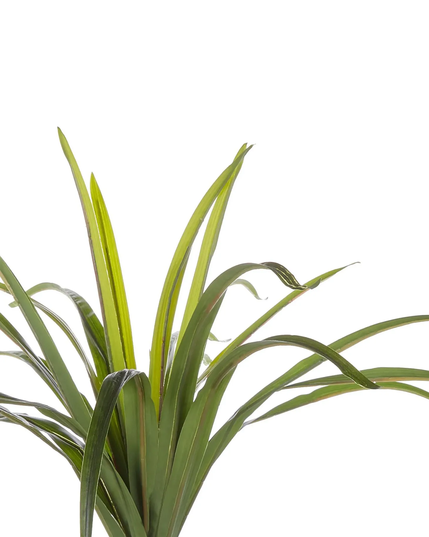 Sztuczna roślina DRACAENA ANITA 147 cm Zielony