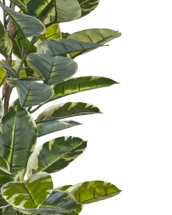 Sztuczna roślina FICUS ELASTICA 160 cm Zielony
