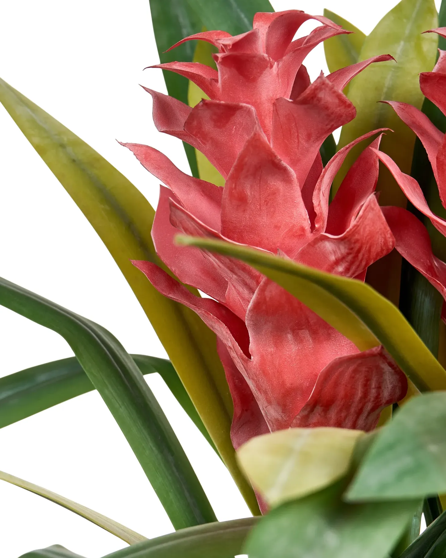 Sztuczna roślina GUZMANIA ATILLA 50 cm Zielony