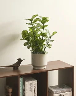 Sztuczna roślina ORBIFOLIA 50 cm Zielony