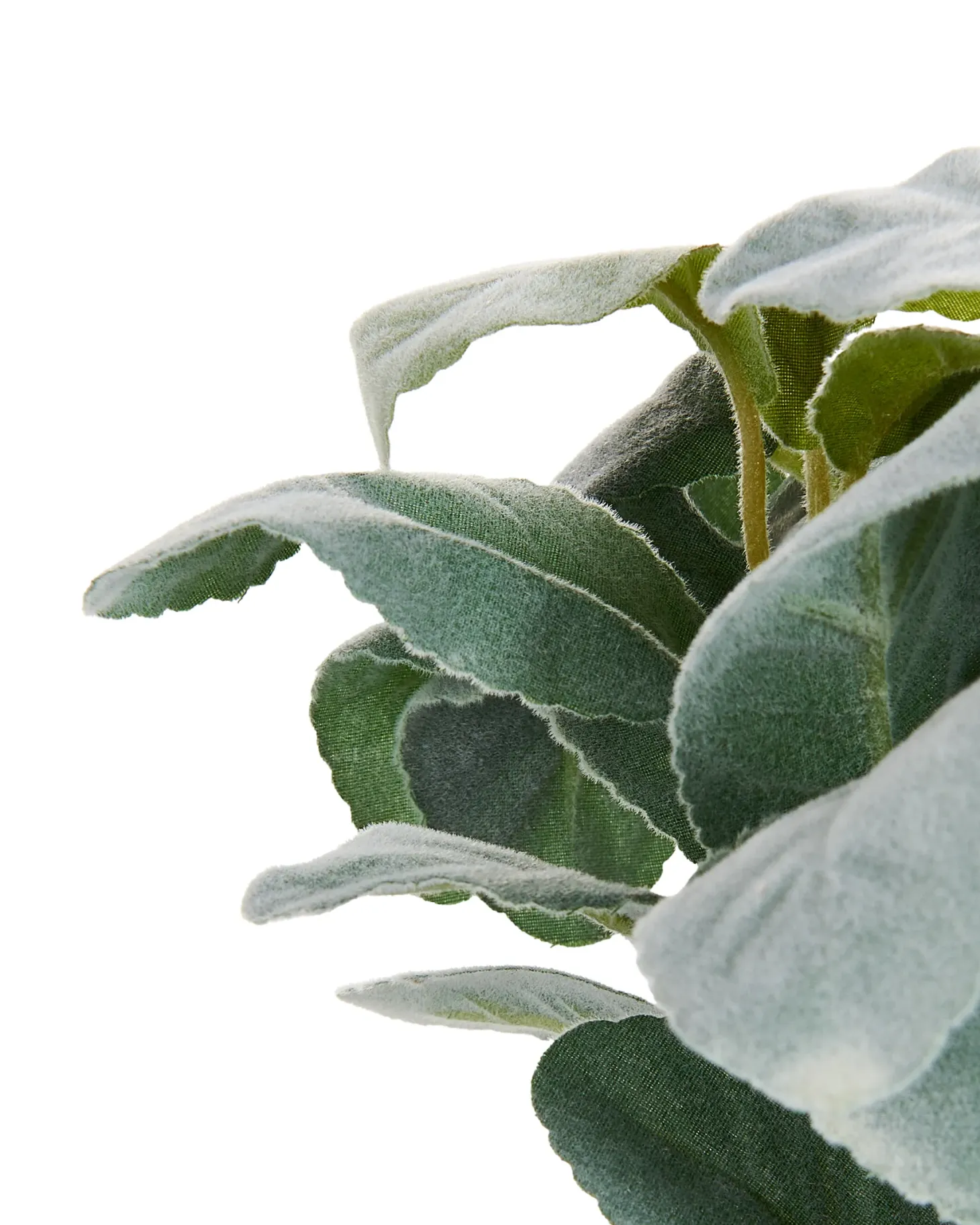 Sztuczna roślina PEPEROMIA ARGYREIA 30 cm Zielony
