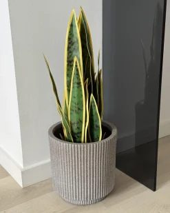 Sztuczna roślina SNAKE PLANT 63 cm Zielony