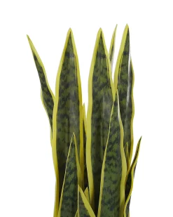 Sztuczna roślina SNAKE PLANT 63 cm Zielony