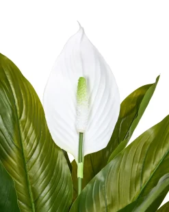 Sztuczna roślina SPATHPHYLLUM 70 cm Zielony