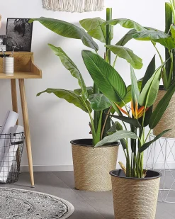 Sztuczna roślina STRELITZIA TREE 115 cm Zielony