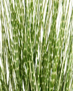 Sztuczna roślina ZEBRA GRASS 120 cm Zielony